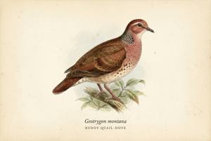 Ruddy Quail-Dove illustration