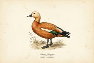 Ruddy Shelduck illustration