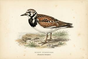 Ruddy Turnstone illustration