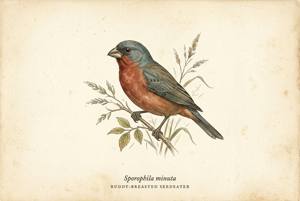 Ruddy-breasted Seedeater illustration