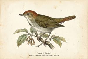 Ruddy-capped Nightingale-Thrush illustration