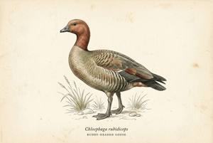 Ruddy-headed Goose illustration