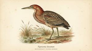 Rufescent Tiger-Heron illustration