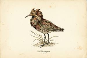 Ruff illustration