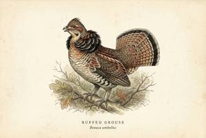 Ruffed Grouse illustration