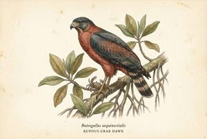 Rufous Crab Hawk illustration