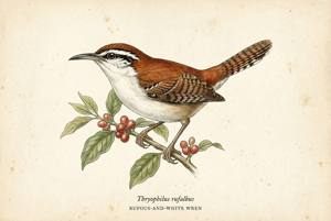 Rufous-and-white Wren illustration