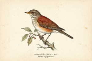 Rufous-backed Robin illustration