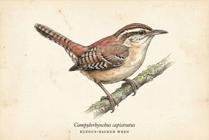 Rufous-backed Wren illustration