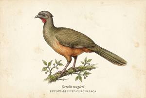 Rufous-bellied Chachalaca illustration