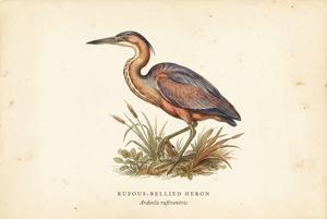 Rufous-bellied Heron illustration