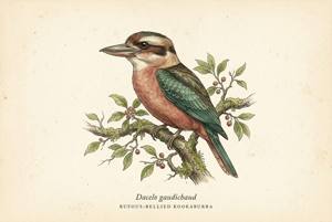 Rufous-bellied Kookaburra illustration
