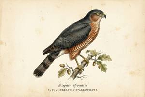 Rufous-breasted Sparrowhawk illustration