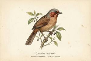 Rufous-cheeked Laughingthrush illustration