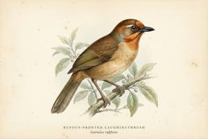 Rufous-fronted Laughingthrush illustration