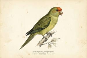 Rufous-fronted Parakeet illustration