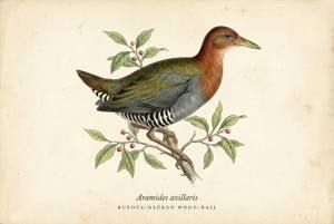 Rufous-necked Wood-Rail illustration