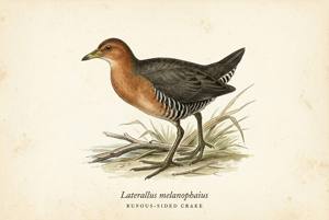 Rufous-sided Crake illustration