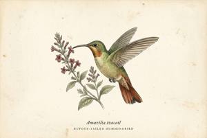 Rufous-tailed Hummingbird illustration