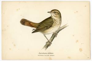 Rufous-tailed Robin illustration