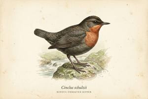 Rufous-throated Dipper illustration