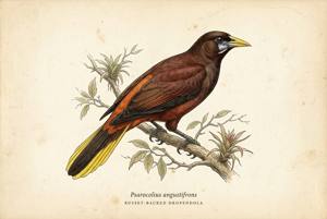 Russet-backed Oropendola illustration
