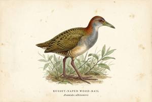 Russet-naped Wood-Rail illustration