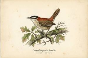 Russet-naped Wren illustration