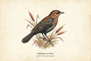 Rusty Blackbird illustration