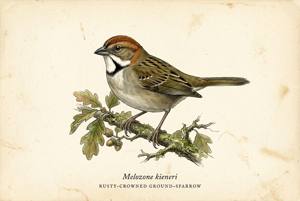 Rusty-crowned Ground-Sparrow illustration