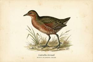 Rusty-flanked Crake illustration