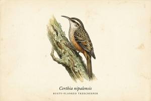 Rusty-flanked Treecreeper illustration