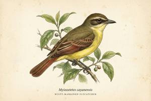 Rusty-margined Flycatcher illustration