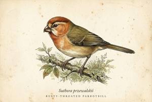 Rusty-throated Parrotbill illustration