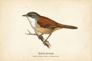 Rwenzori Hill Babbler illustration