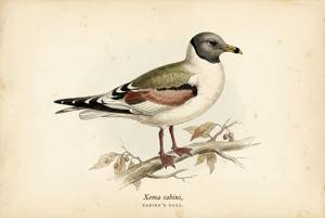 Sabine's Gull illustration