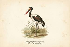 Saddle-billed Stork illustration