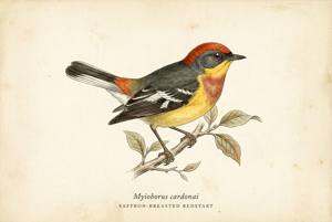 Saffron-breasted Redstart illustration