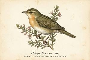 Sakhalin Grasshopper Warbler illustration