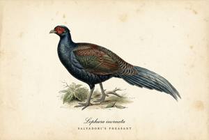 Salvadori's Pheasant illustration