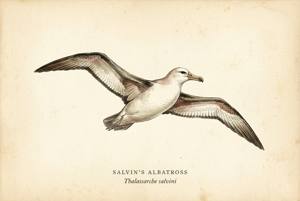 Salvin's Albatross illustration