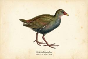 Samoan Moorhen illustration