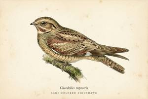 Sand-colored Nighthawk illustration