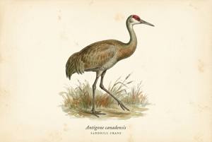 Sandhill Crane illustration