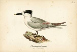 Sandwich Tern illustration