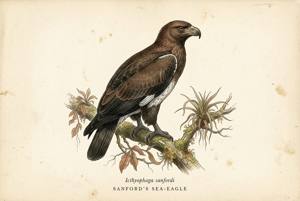 Sanford's Sea-Eagle illustration