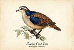 Sapphire Quail-Dove illustration