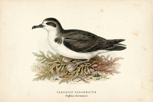 Sargasso Shearwater illustration