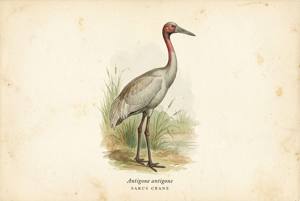 Sarus Crane illustration