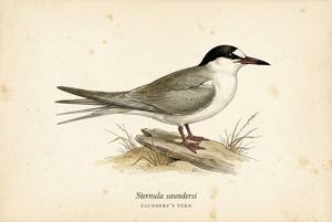 Saunders's Tern illustration